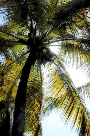 Coconut Tree