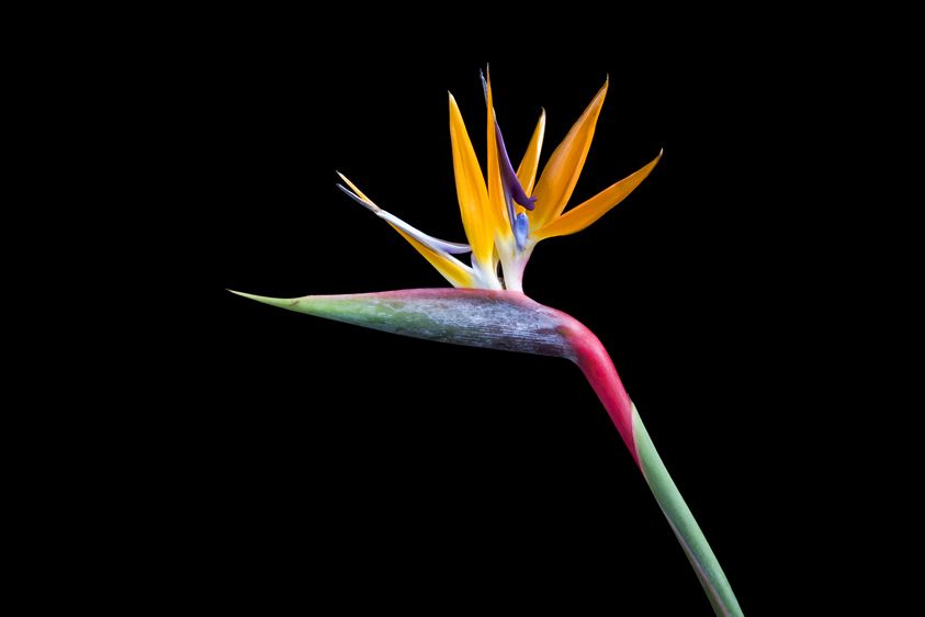 1bird_of_paridise_0056