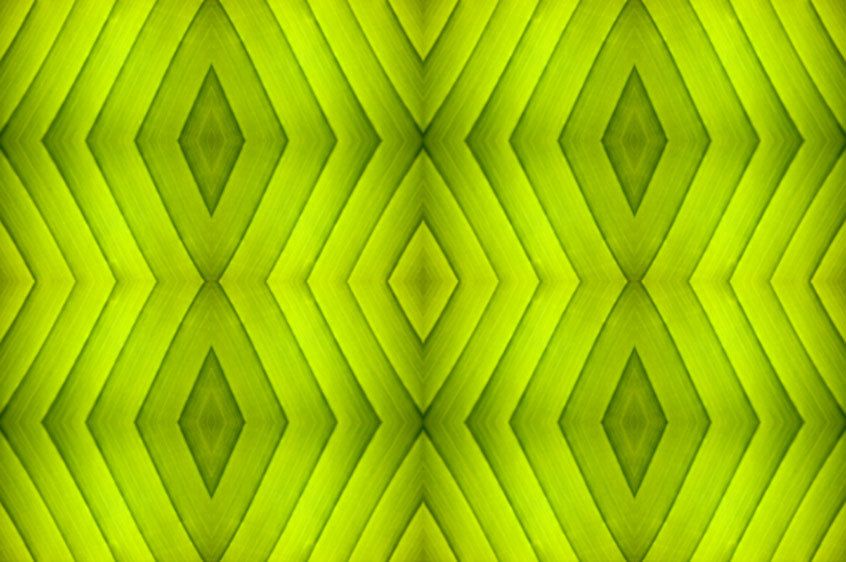 1palm__quad_squared1b