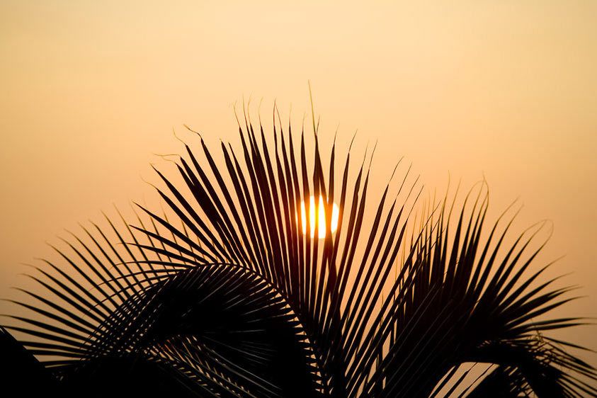 Sunrise Palm