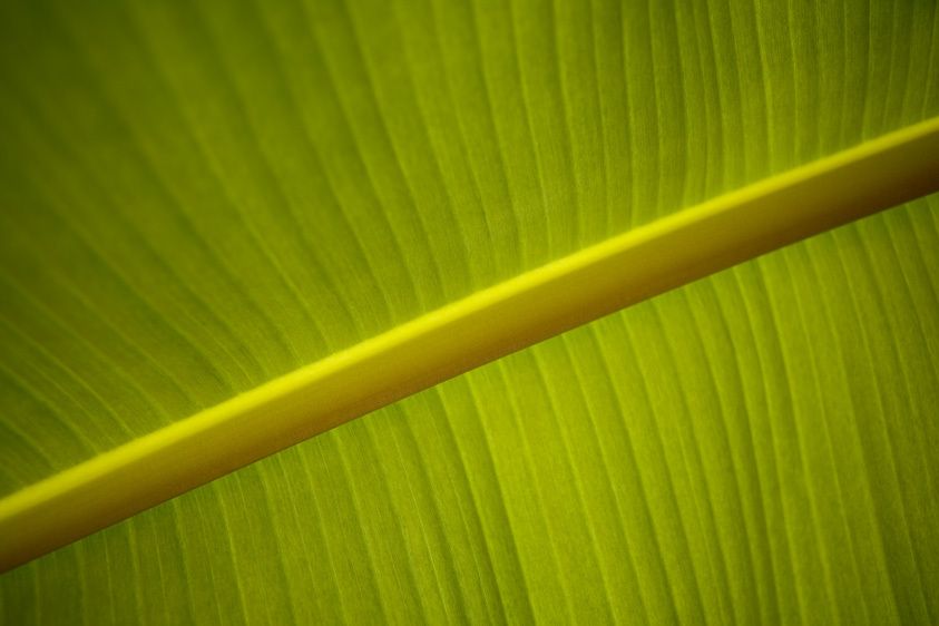 1bananna_leaf1
