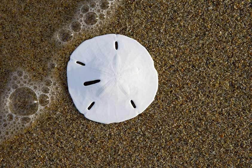Sand Dollar