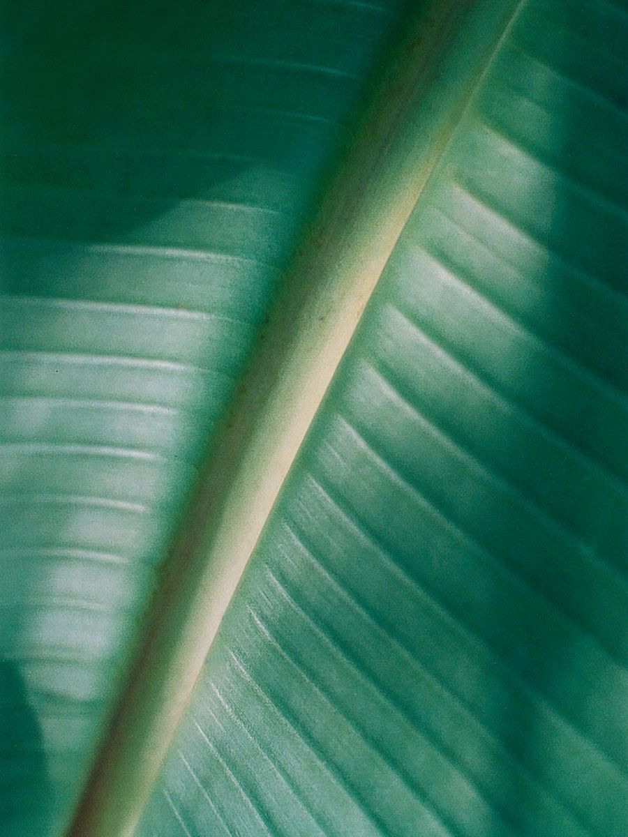 1palm_leaf