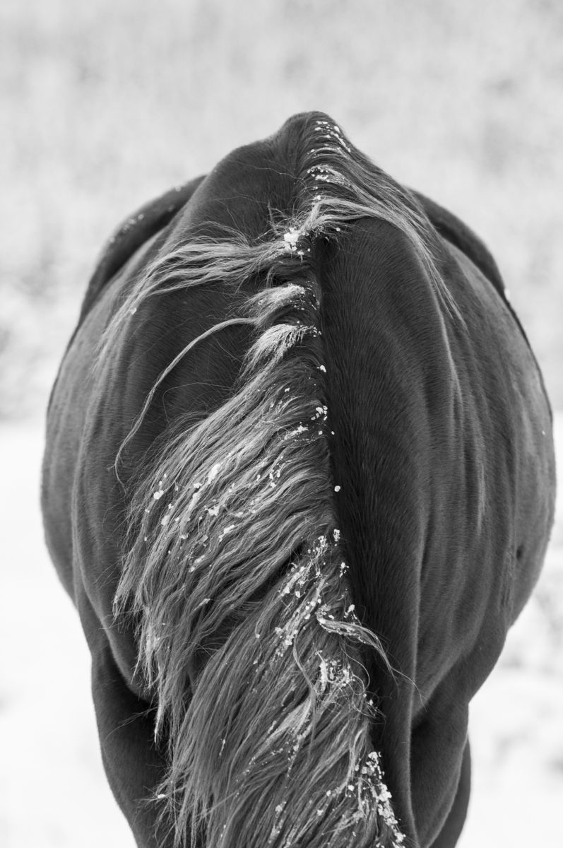1_dsc3067_b_w_horse_abtract.jpg