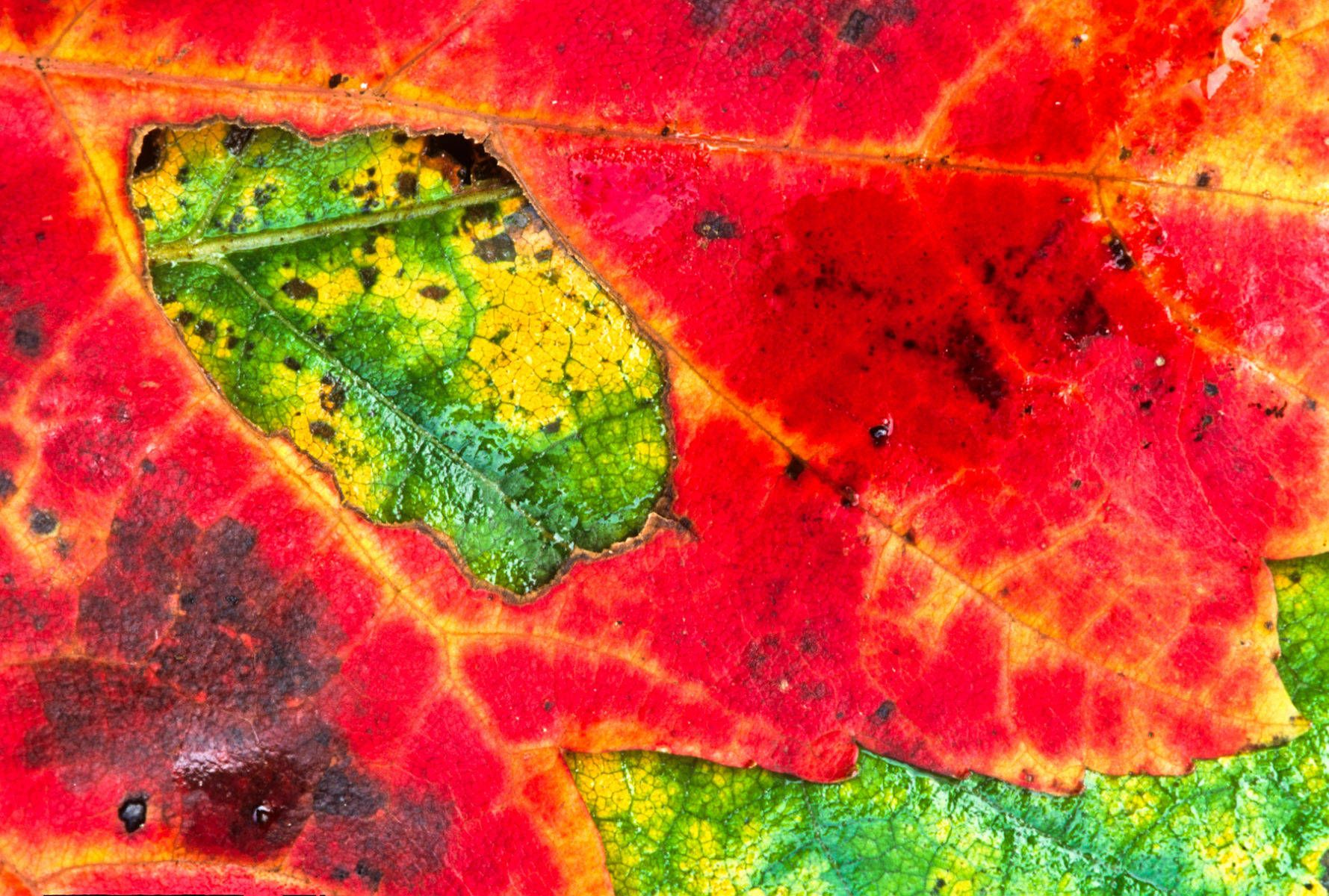 1fall_leaf_red_gree.jpg