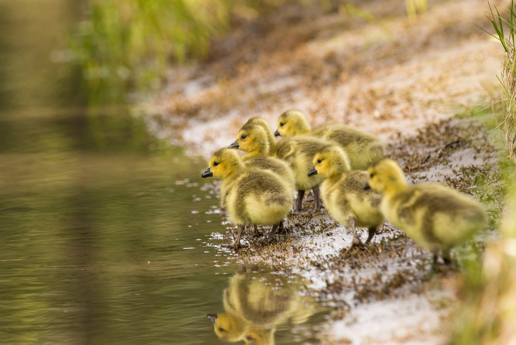 1_dsc7869_cdn_goslings.jpg