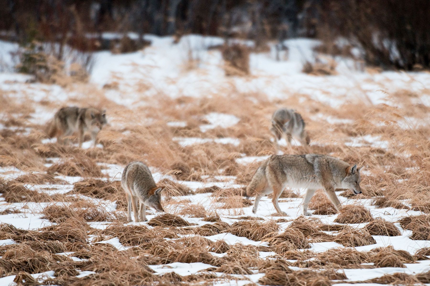 22_0_797_1coyote_704_march_15__2009march_15__2009_edit.jpg