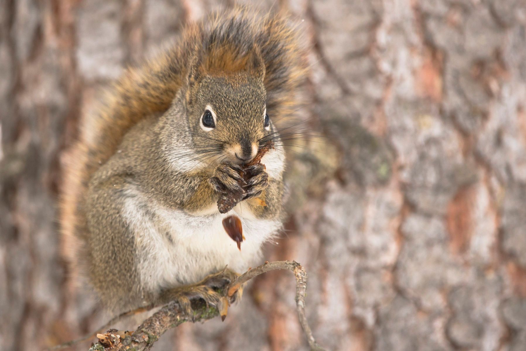 1red_squirrel__dsc7429.jpg