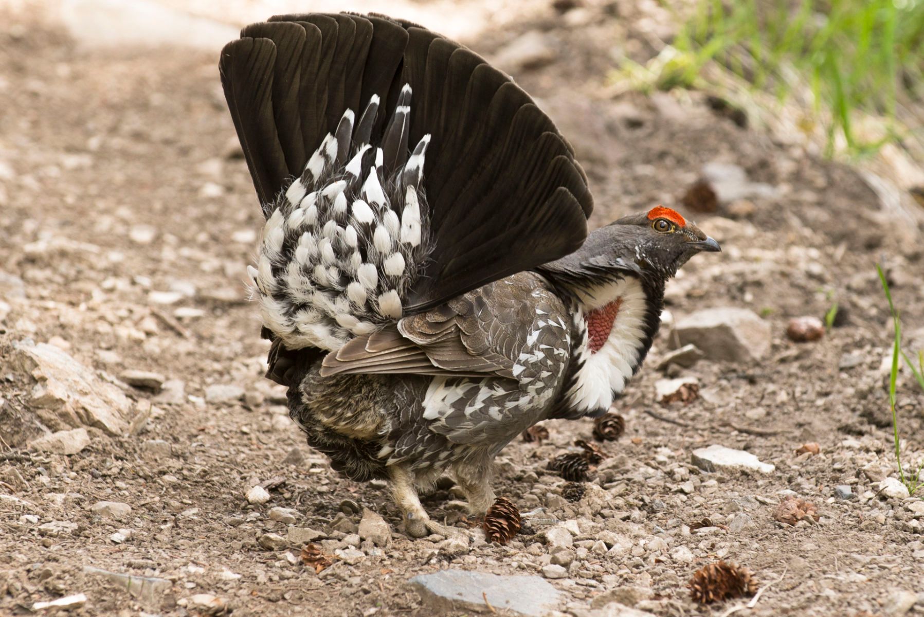 1blue_grouse__dsc3301.jpg