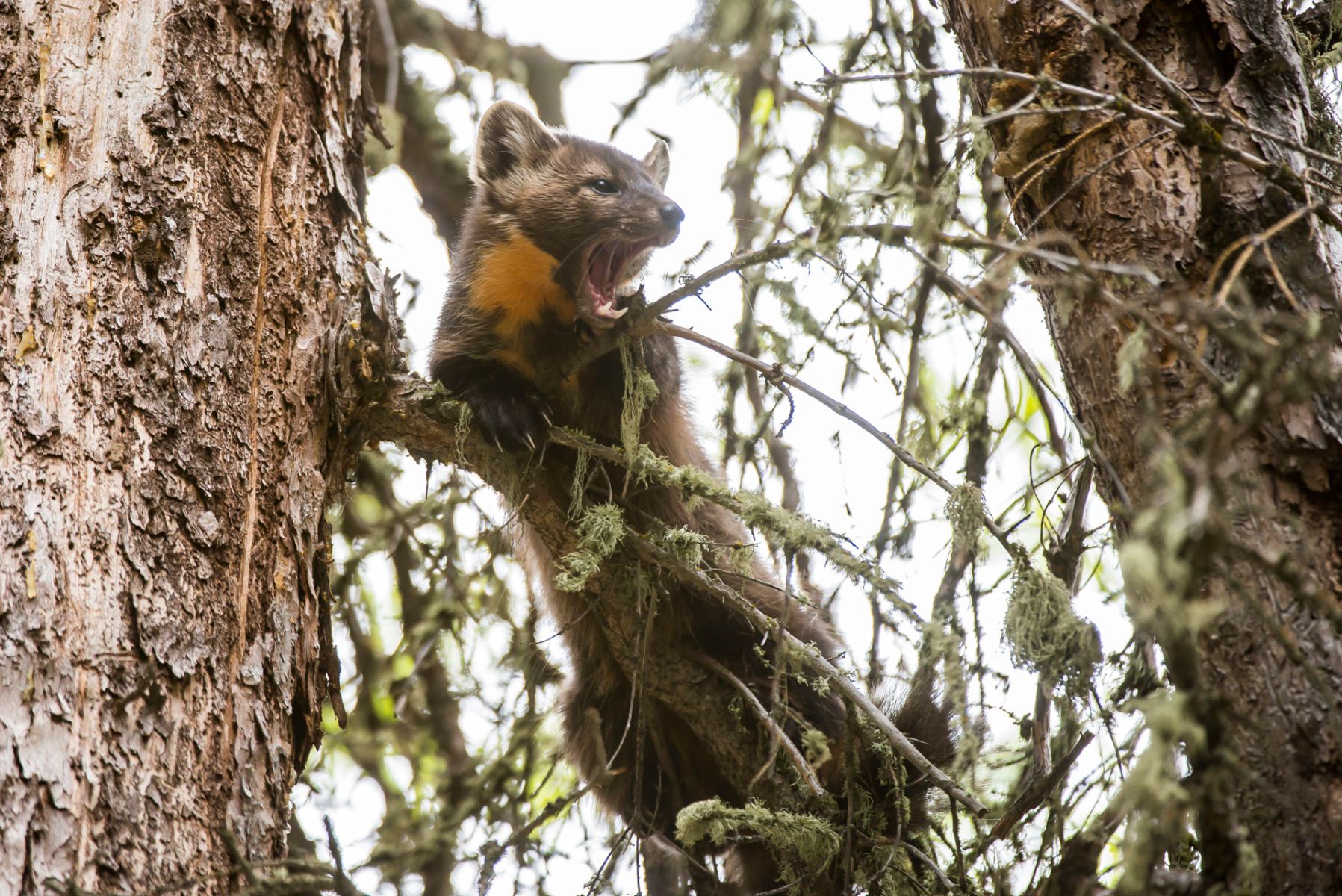 1_dsc8937_pine_marten.jpg