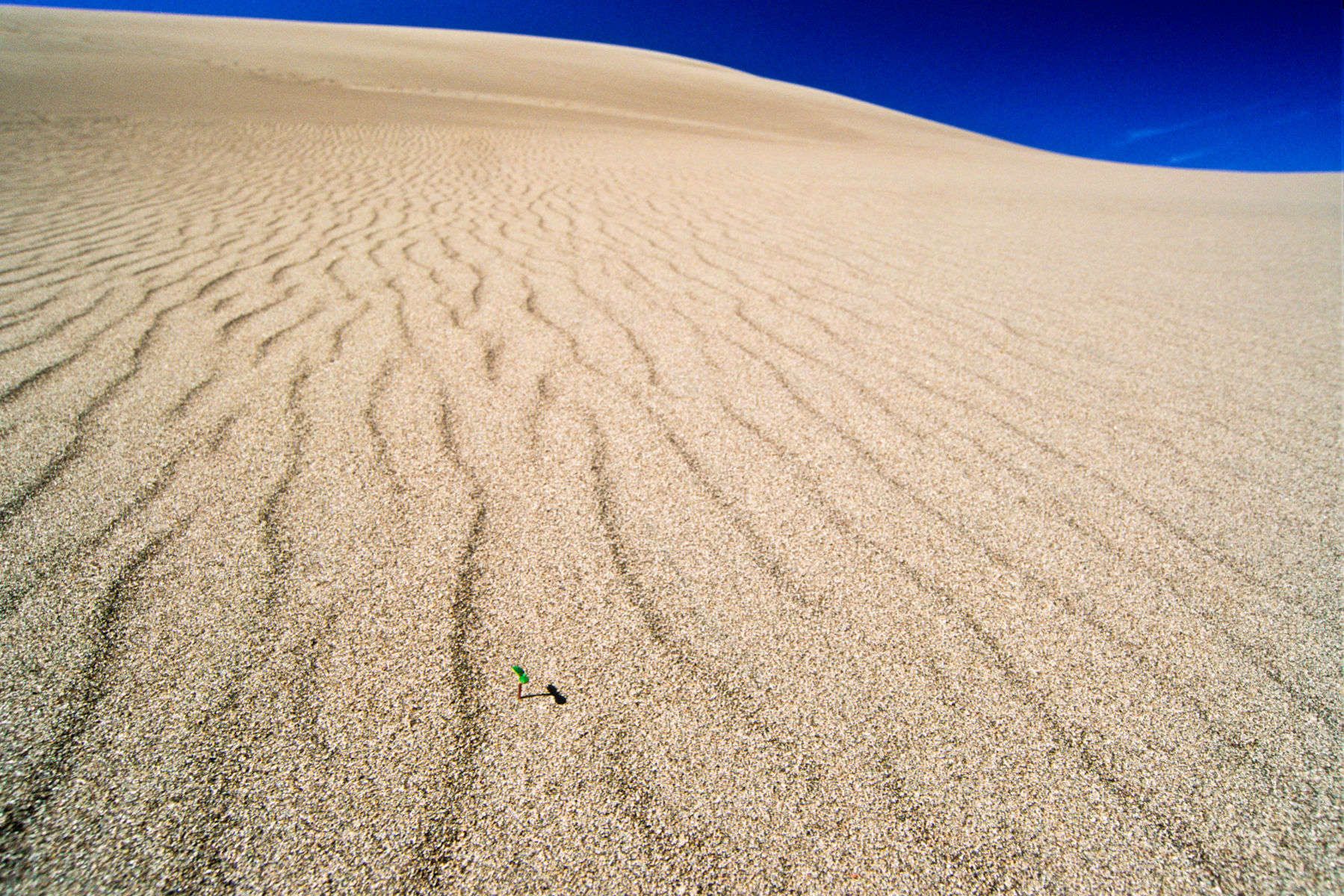 1dan_rafla_desert_and_single_greenfebruary_17__2010.jpg