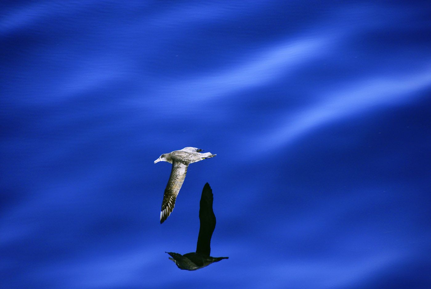 1albatross.jpg