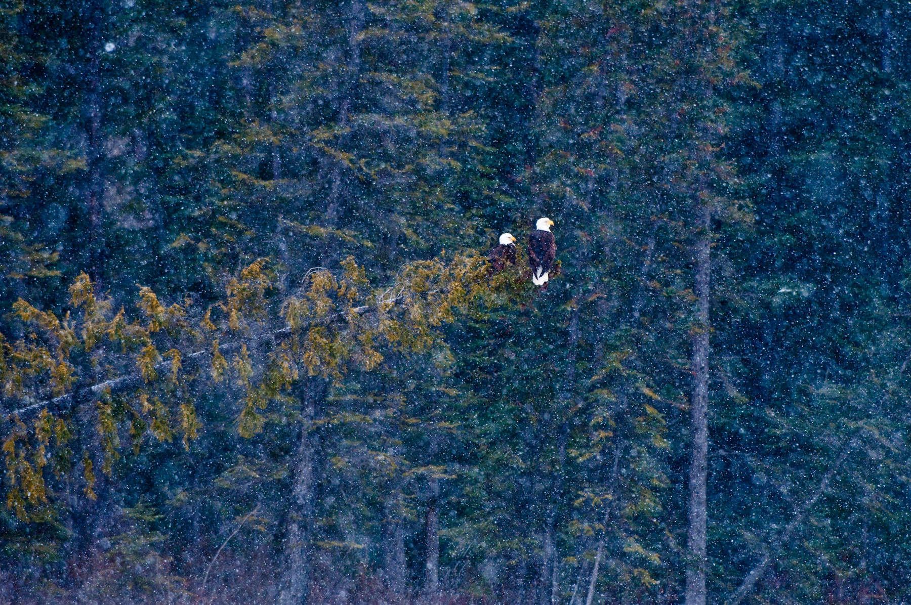 1birds_bald_eagle_852_march_25__2009march_25__2009_edit.jpg