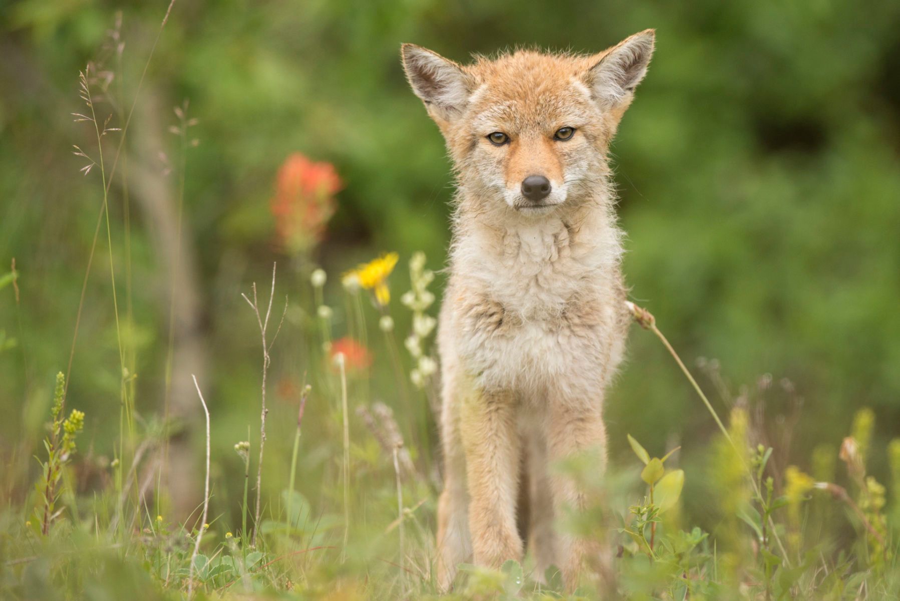 1_dsc5783_coyote_pup.jpg
