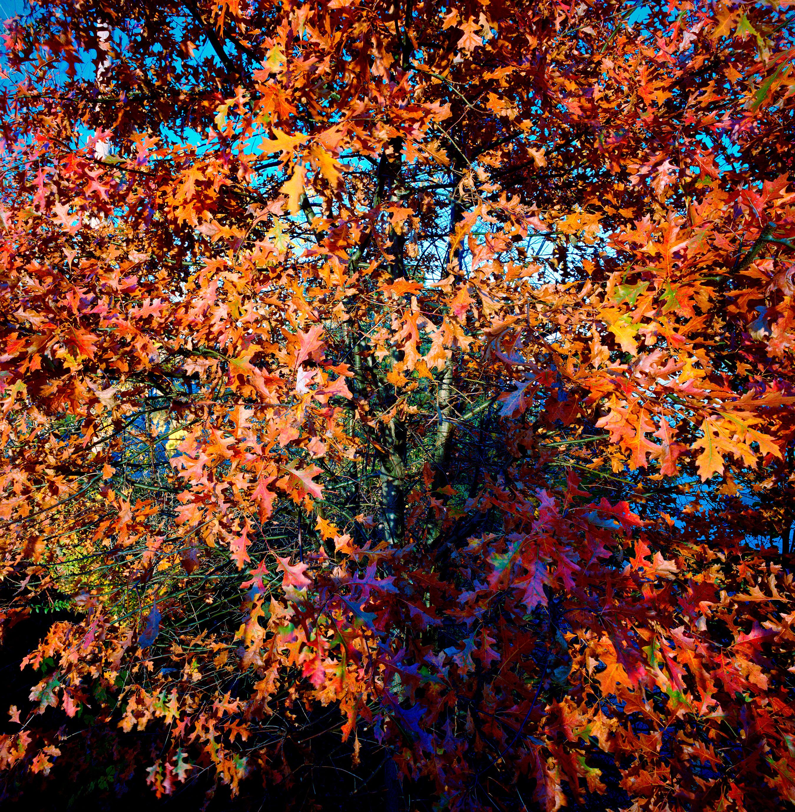 101515  Untitled 2015