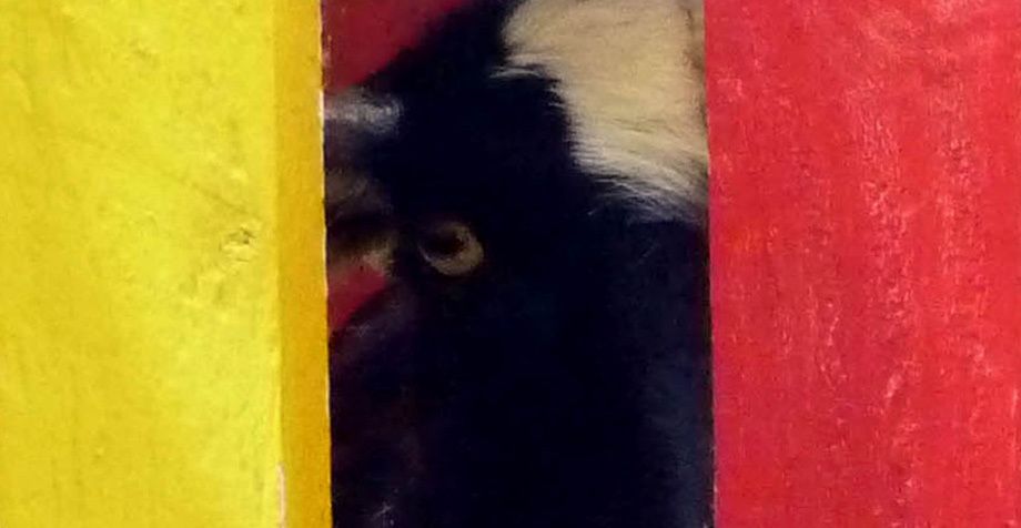 1goat_crop__2__resd_WEB_FINAL_FIRST_CHOICE_FINAL_FOR_WEB.jpg