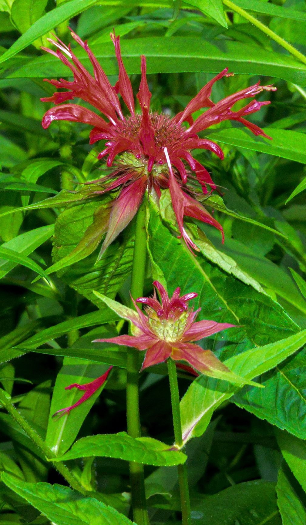 Smoky Mt Nat P, TN, 2020, 24” x 14”, LAS_6250