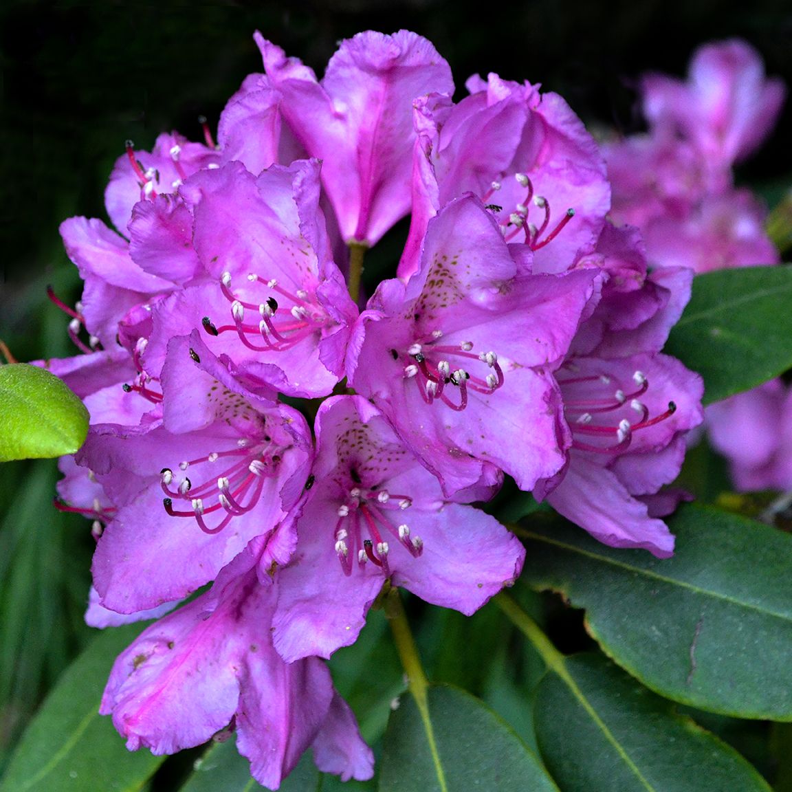 Roane Mt., NC, 2012, 20” x 20”, DSC_4965 