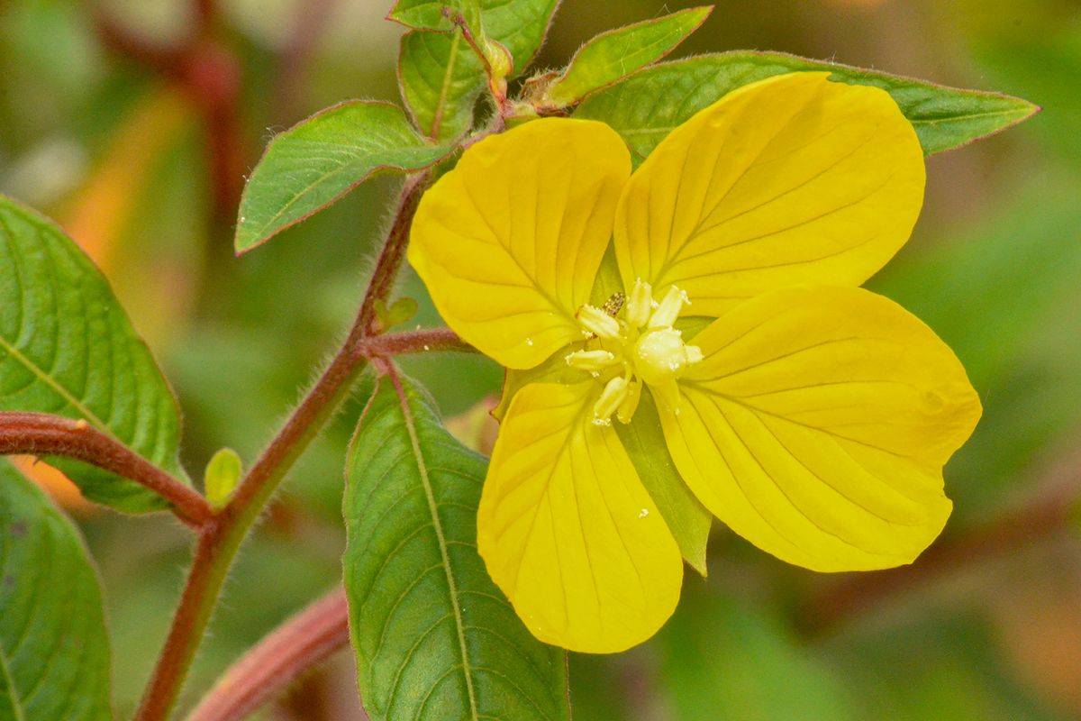 Big Cypress Nat Pres, FL, 2013, 24”x 16”, DSC_9689 