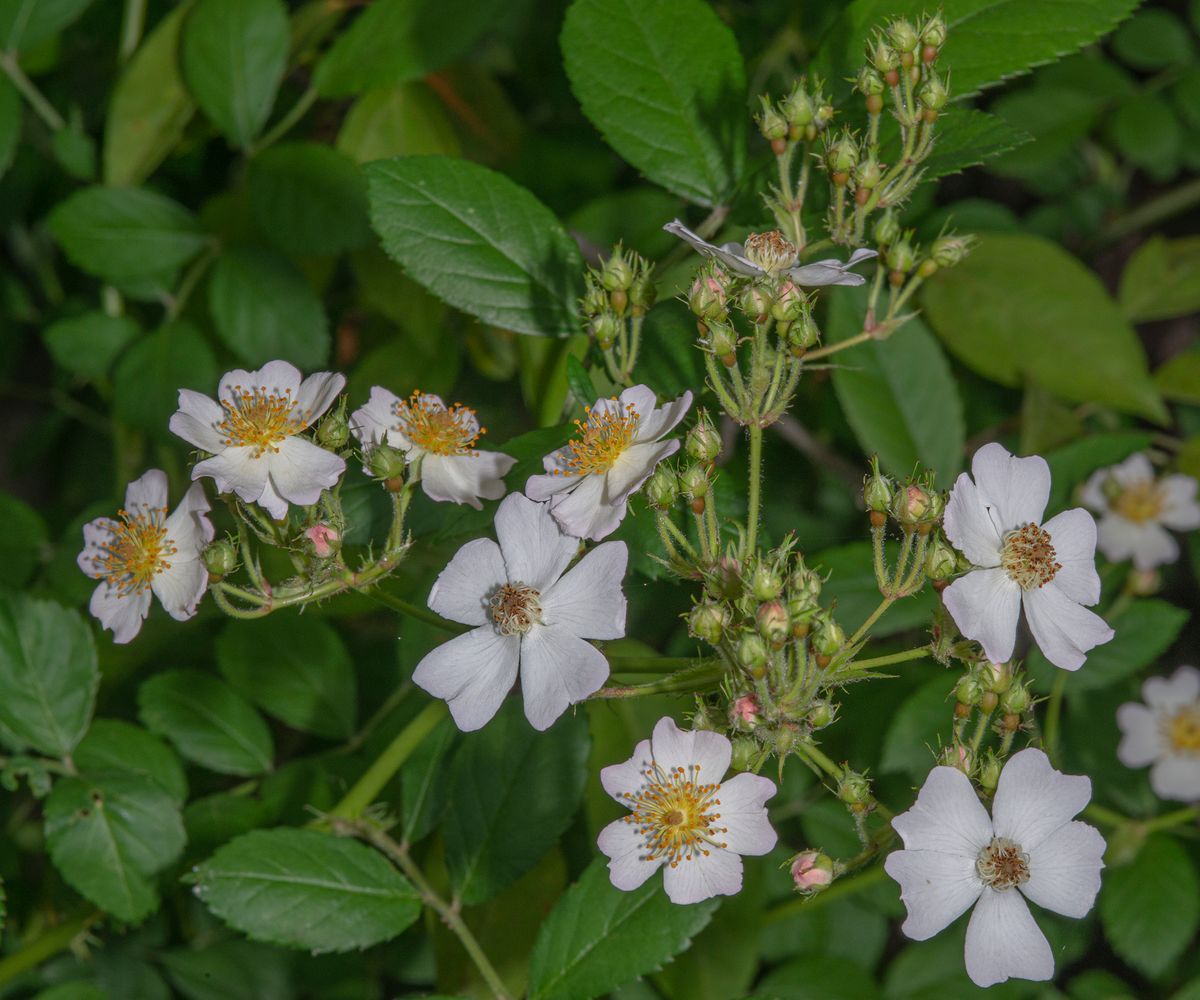 LAS_2141 - 2023 - wild multi-flora rose - yard - 24 x 20.jpg