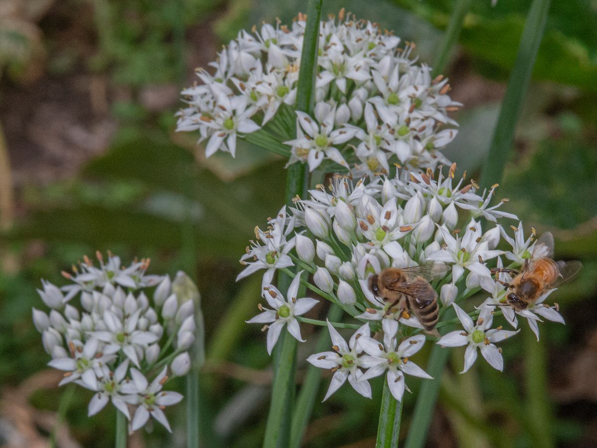 LAS_2920 - 2023 - chive blooms - 24 x 18.jpg