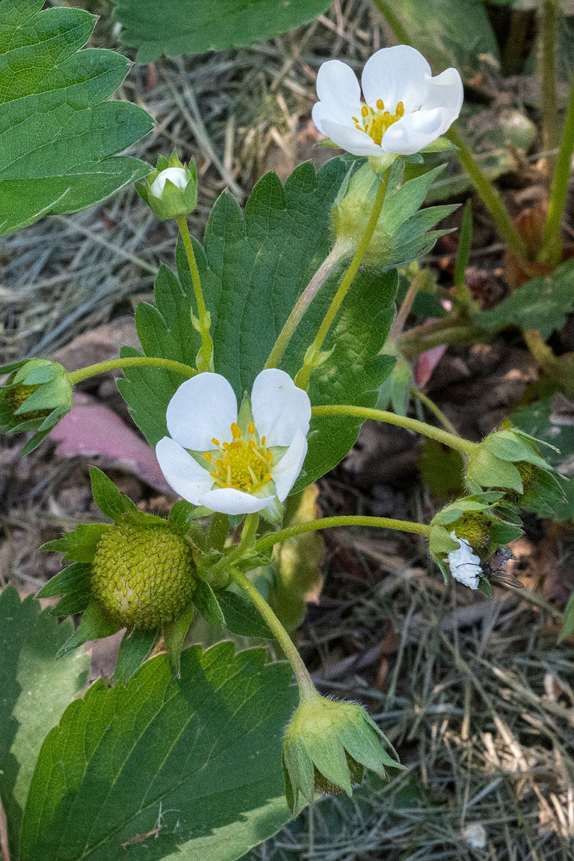 6 - LAS_9761-62 -- yard strawberries - 24 x 16.jpg