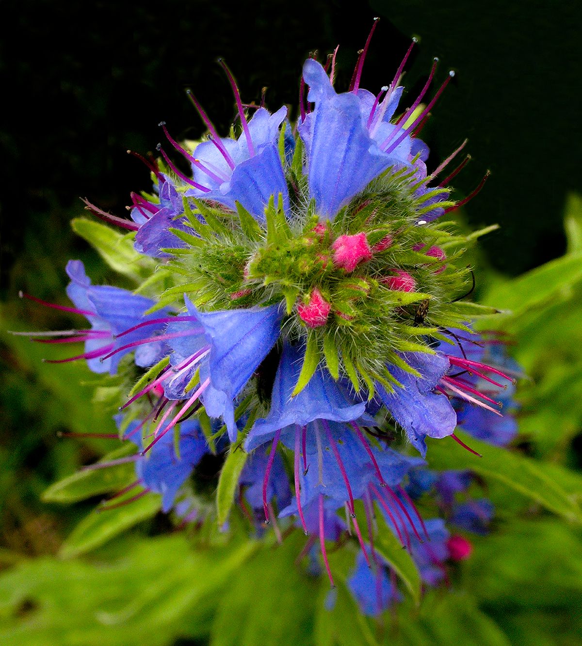 Spruce Knob, WV, 2009, 20” x 18”, DSCN0913  