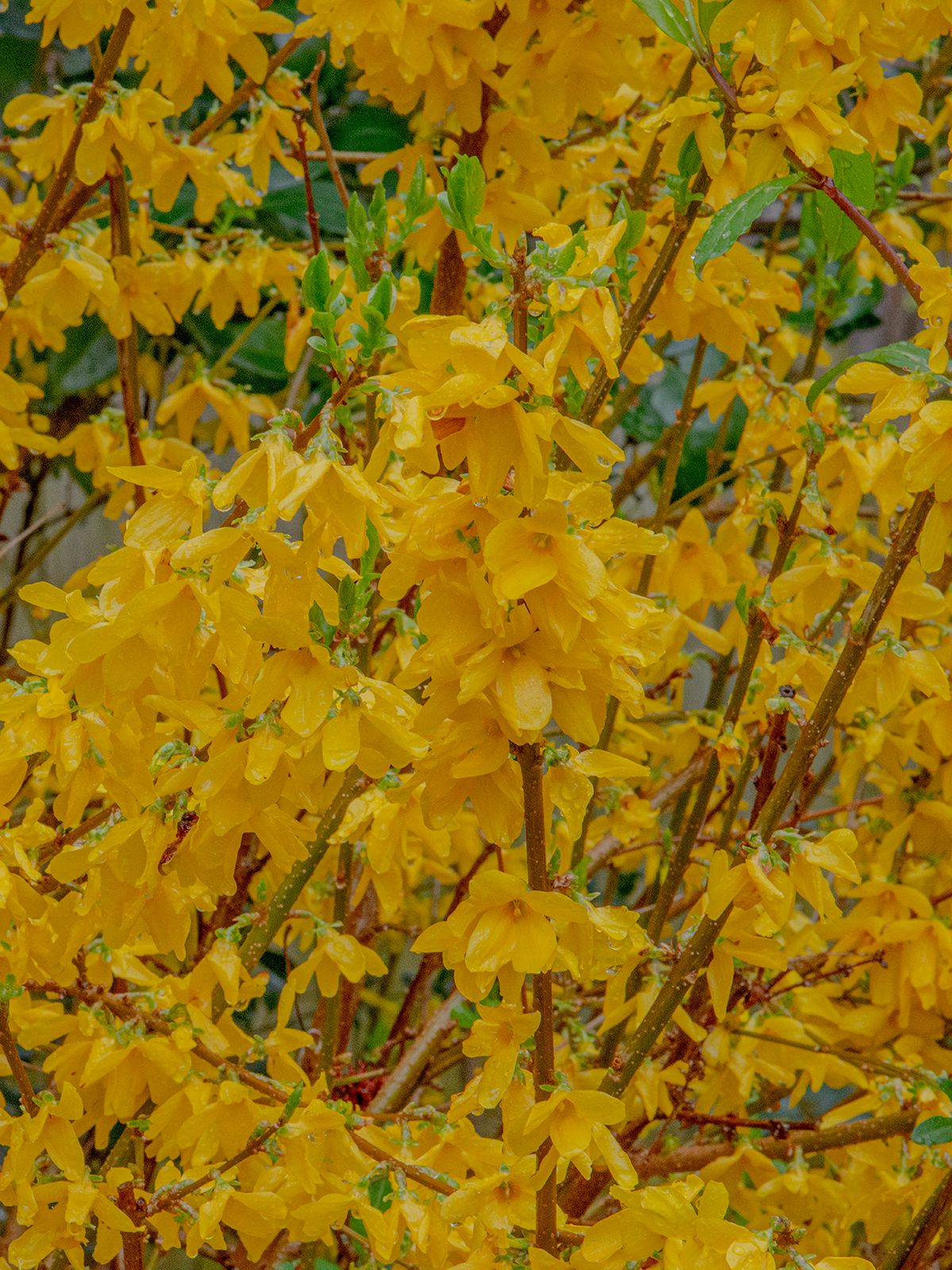 LAS_2019 - 2023 - forsythia north side - 24 x 18.jpg