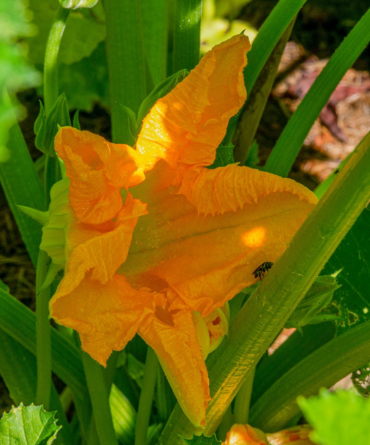 5A - LAS_0117-19 - zucchini bloom - 24 x 20.jpg