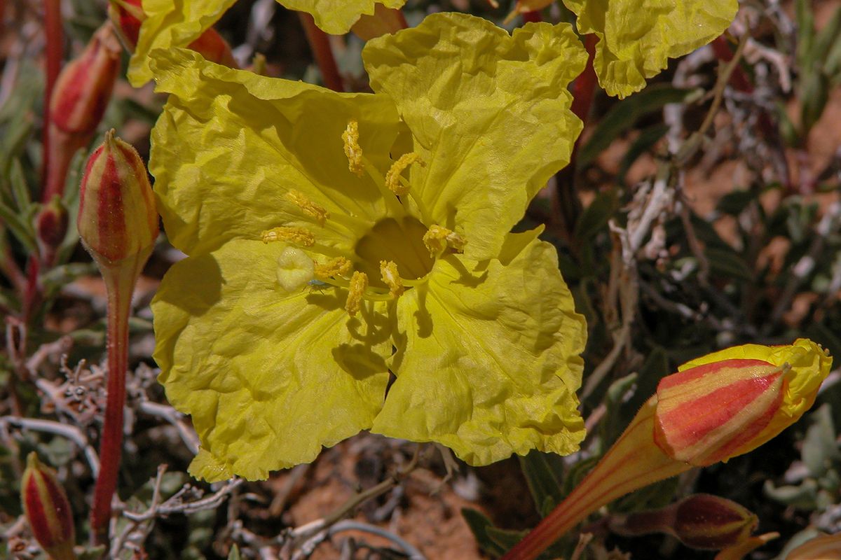 Canyonland Nat. P., UT, 2004, 24” x 18”, DSCN2324