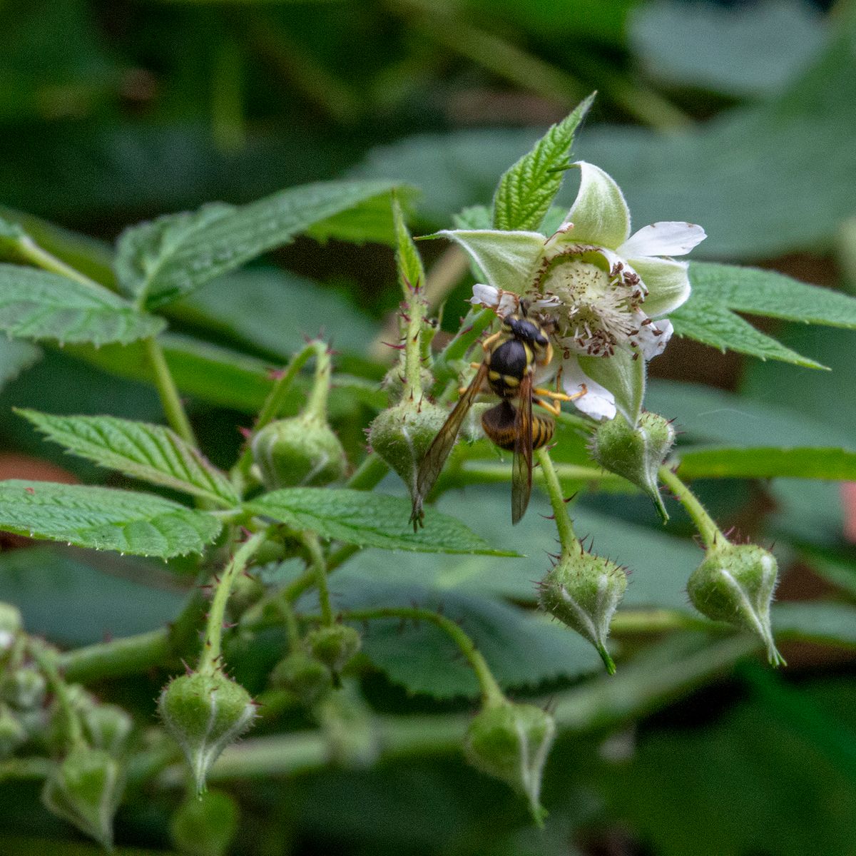 LAS_3661 - 2023 - red rasp bloom with bee - 12 x 12.jpg