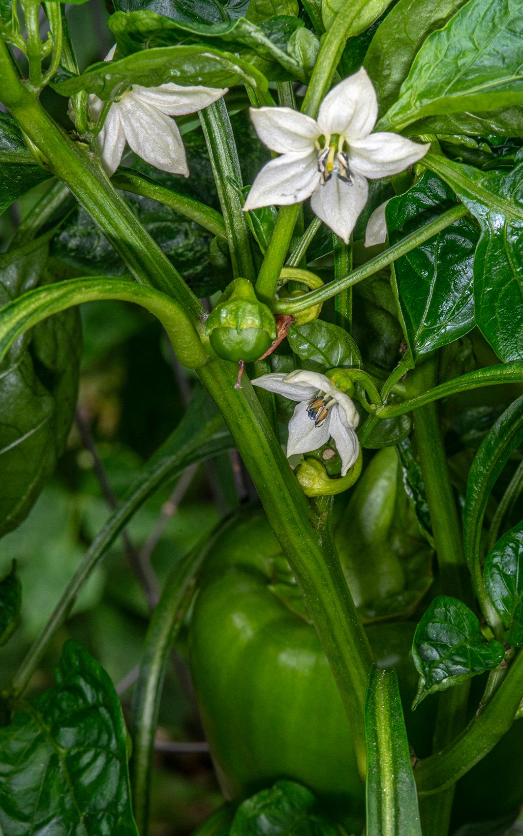 LAS_3560 2023 - bell pepper blooms & peppers - 16 x 10.jpg