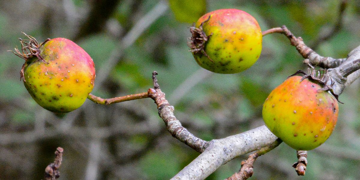 “Mom’s Pectin – crab apples”, 2020, photo, 24” x 12”, DSC_6506