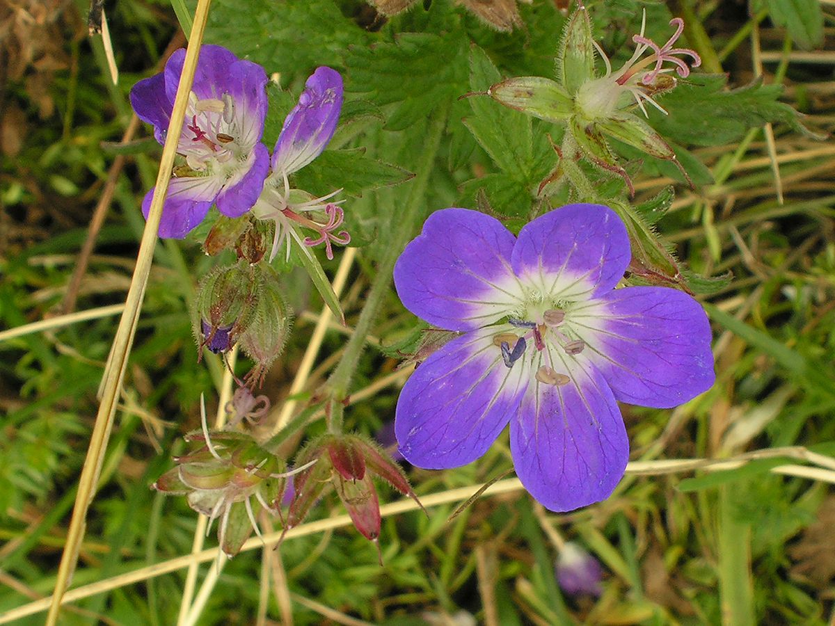 near Castleroto, Italy, 2006, 24” x 20”, DSCN5351  