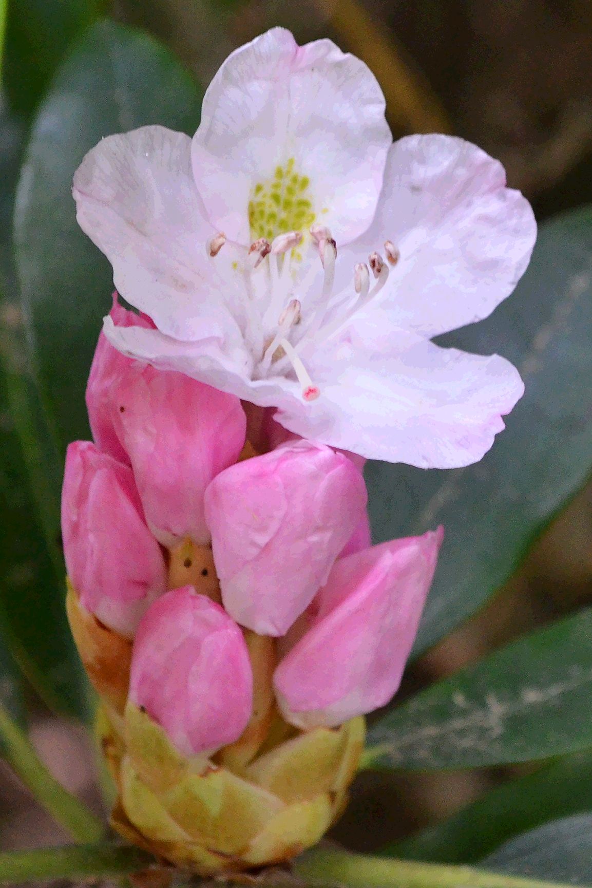 Blue Ridge Pkway, NC, 2012, 24” x 16”, DSC_4908  