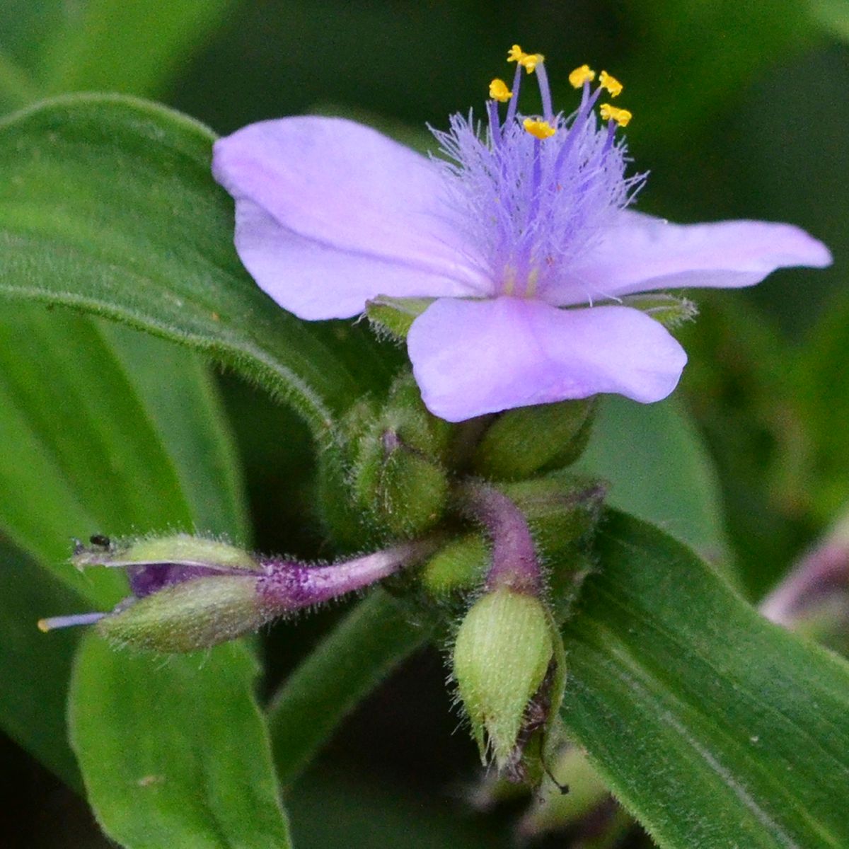 Grandfather Mt., NC, 2012, 20” x 20”, DSC_5001  