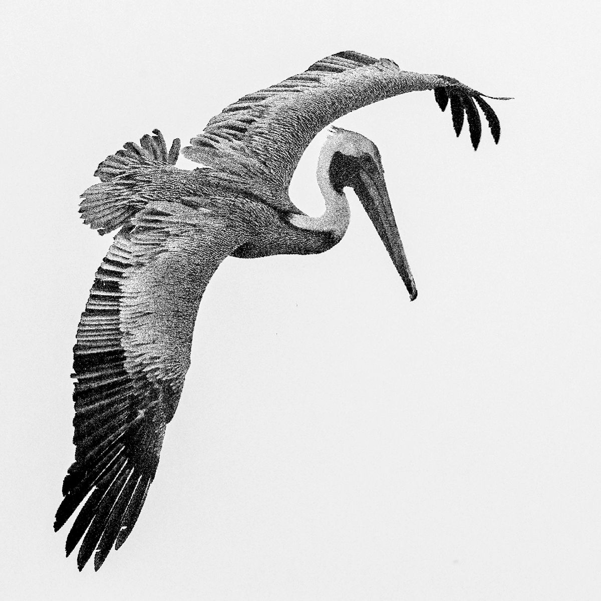 “Pixelated Pelican”, 2021, graphic of photo, 20” x 20”, LAS_5407