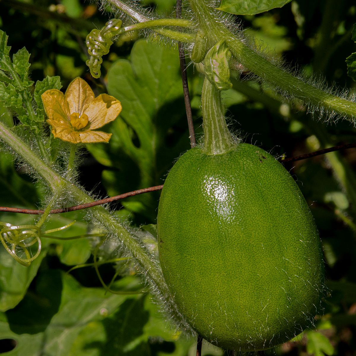 LAS_2876 - 2023 - watermellon & bloom - 20 x 20.jpg