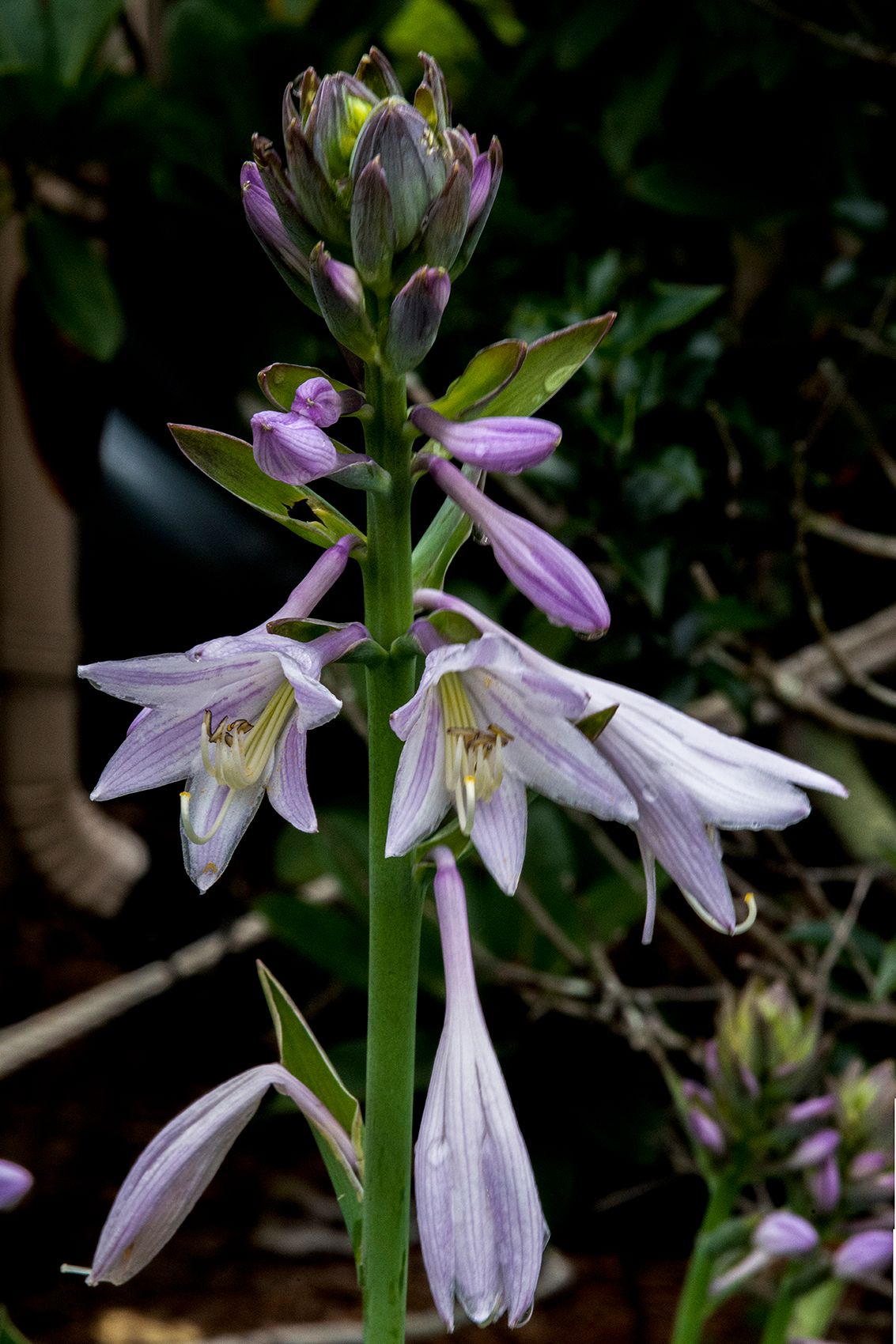 40 - LAS_0630-0632 - HOSTAS FLOWERS - 20 x 30.jpg