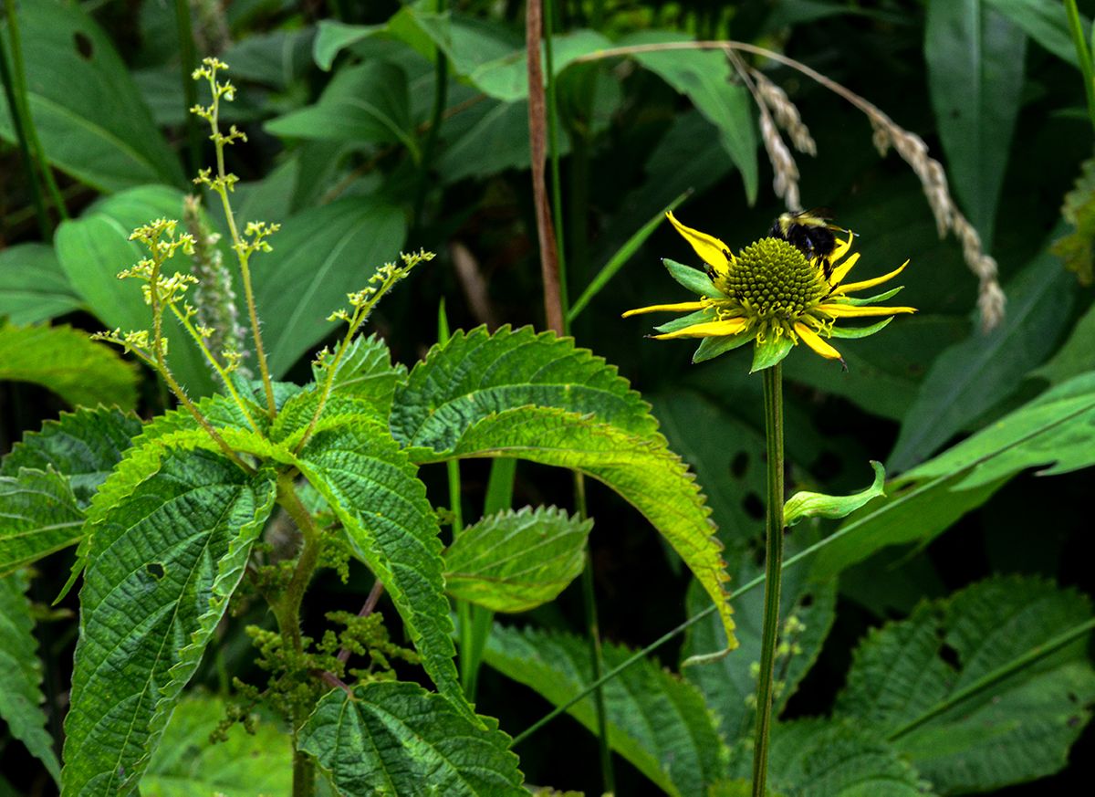 Smoky Mt. Nat. P., TN, 2020, 22” x 16”, LAS_6263  
