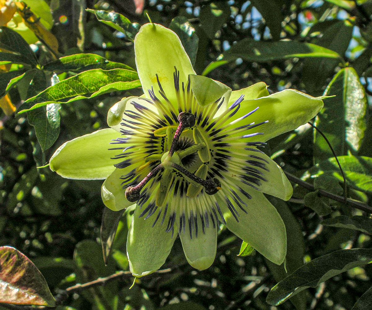Corniglia, Italy , 2006, 24” x 20”, DSCN5545    