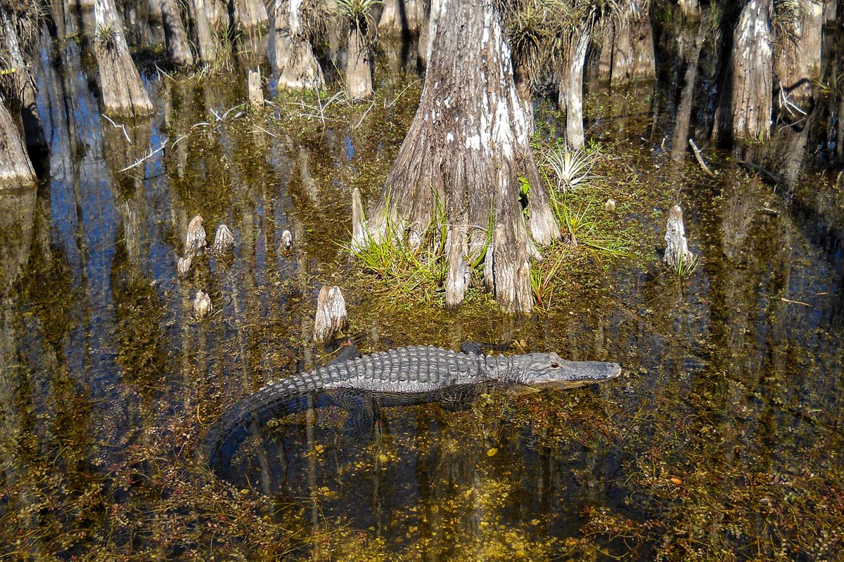 DSCN3983 crop 24 x 16  Big Cypress Preserve FL  2-2014.jpg