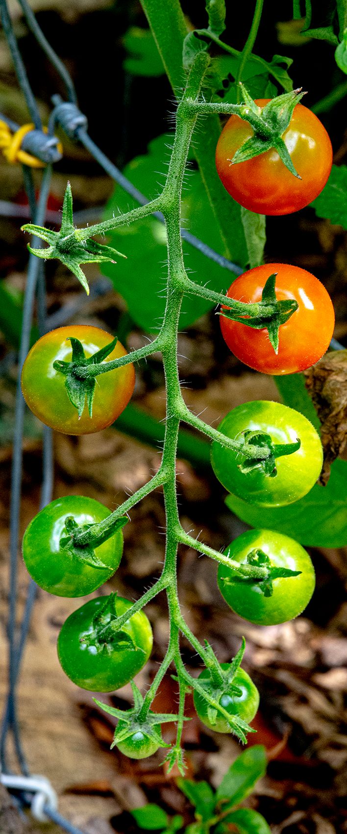 LAS_2425 - 2023 - cherry toms - 24 x 10.jpg