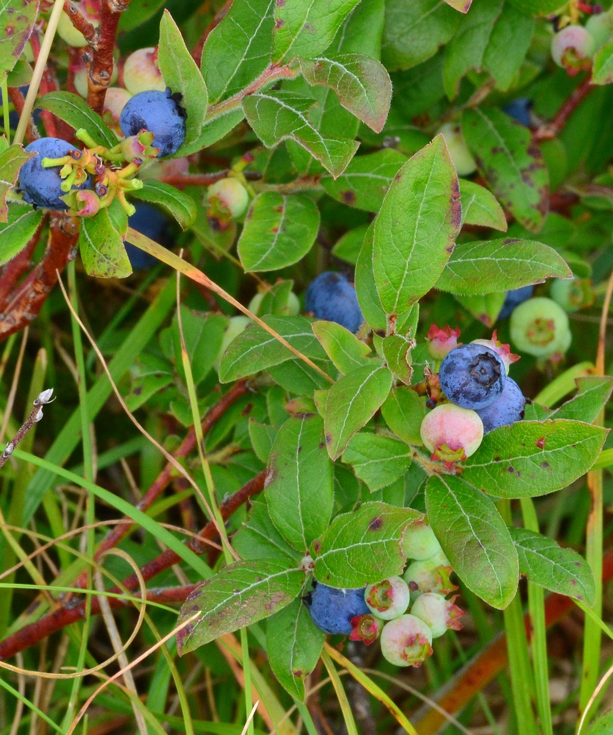 "Wild Blueberries", 2014, photo, 24" x 20", DSC_4897