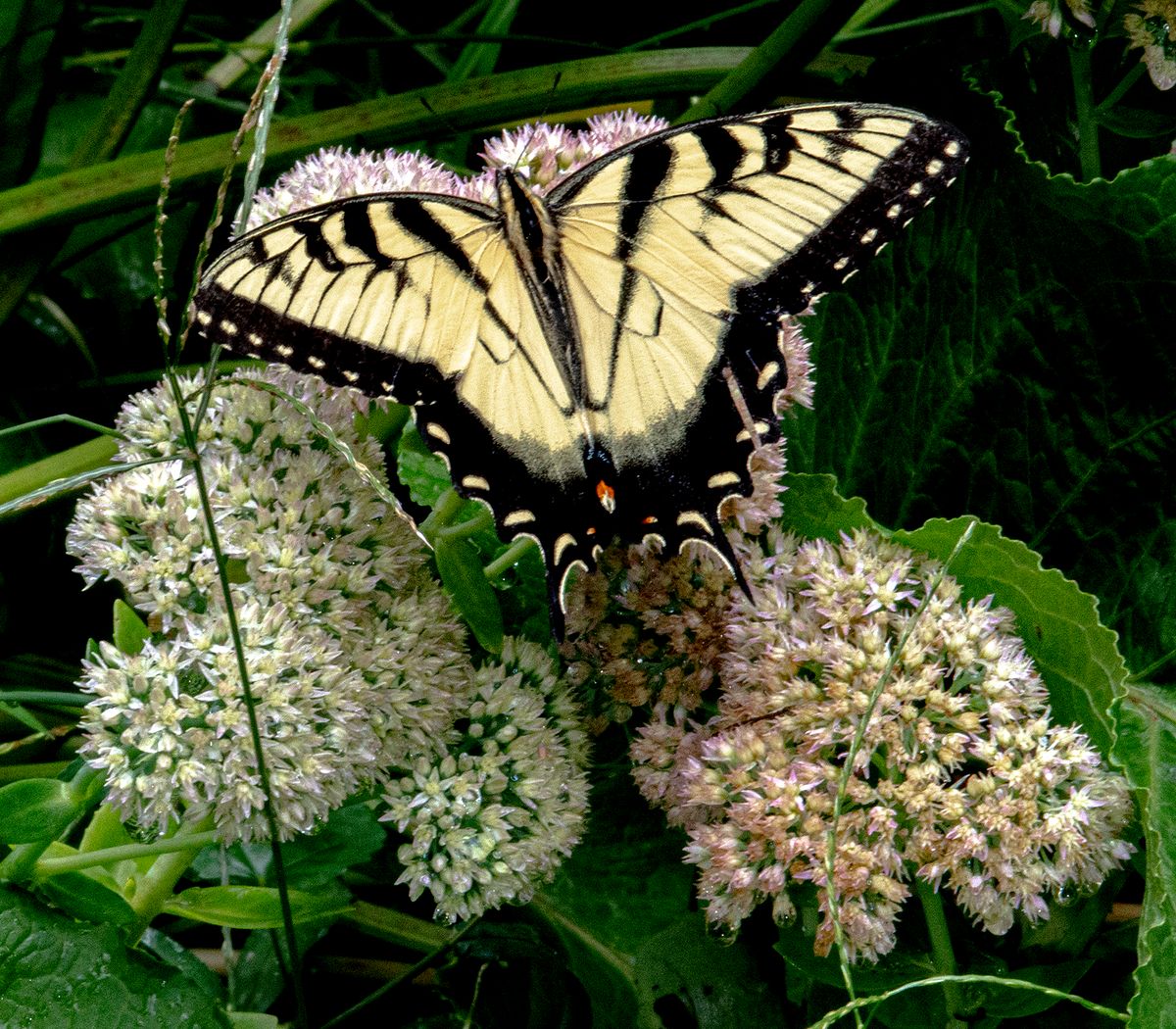 LAS_3087 - 2023 - butterfly feeding - 16 x 14.jpg