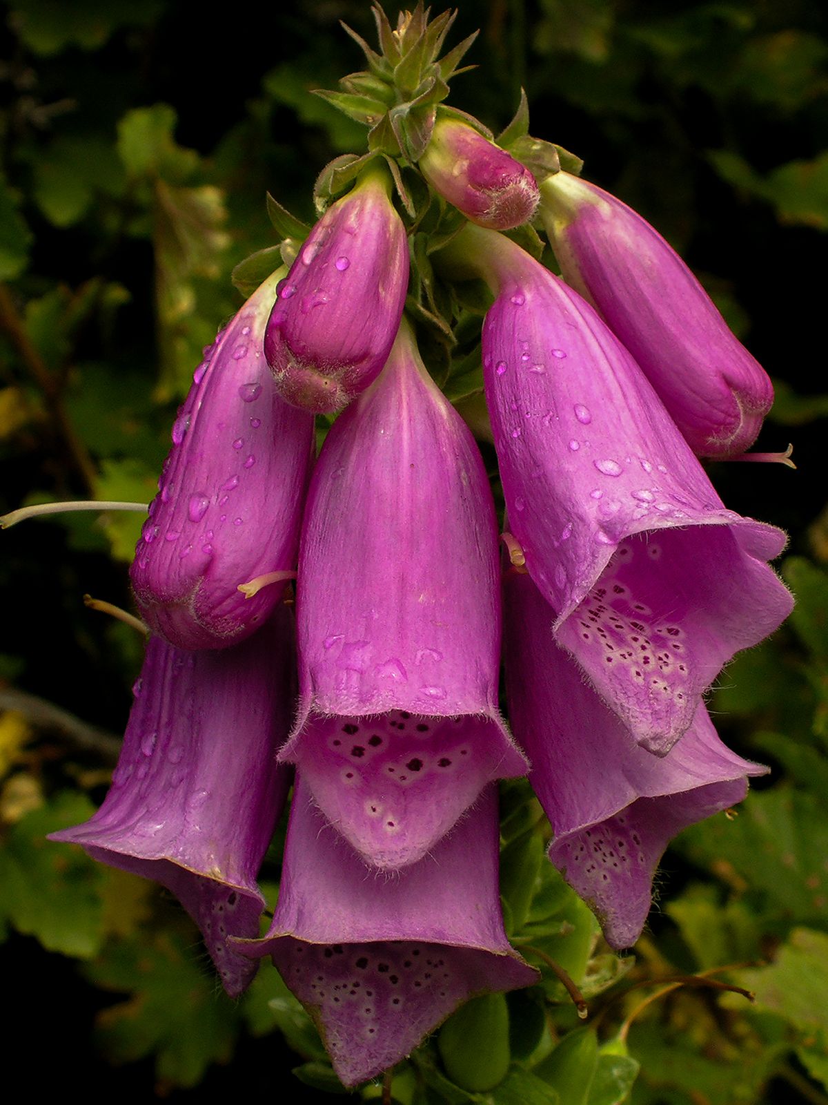  Mt Cook Nat P, N.Z., 2007, 24” x 18”, DSCN8258   