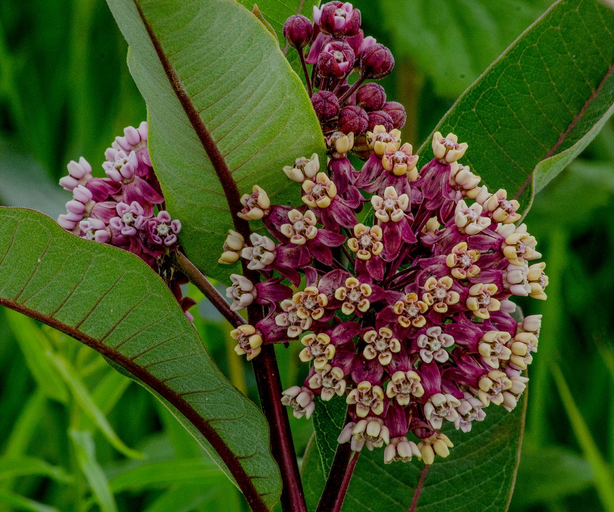 Canaan Valley, WV, 2014, 24” x 20”, DSC_4886-87