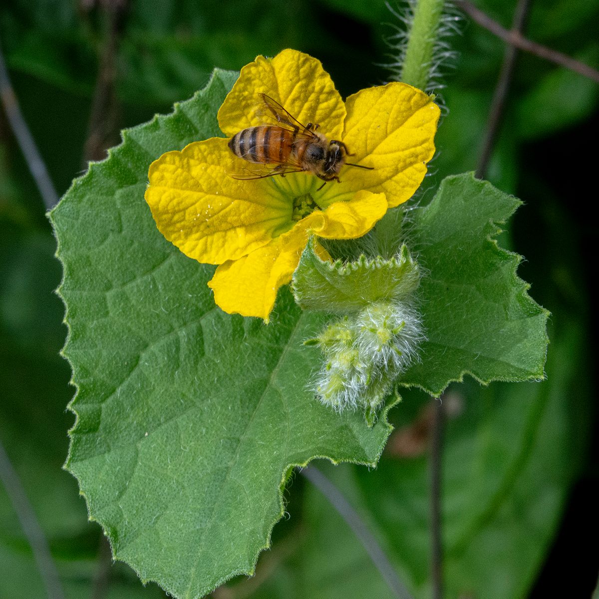 LAS_2372 - 2023 - cantaloupe bloom, early fruit , leaf & pollinator - 202 x 20.jpg