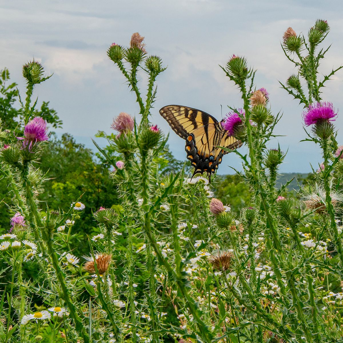 “Thistle Nectar Feeding”, 2020, photo, 20” x 20”, DSC_3423