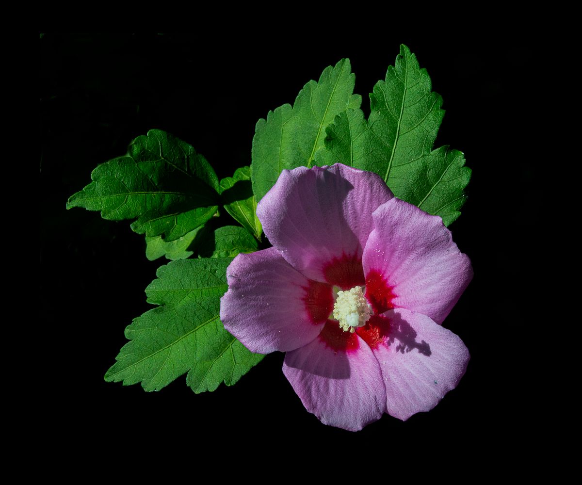 Northern VA, 2016, 23” x 20”, DSC_0403  